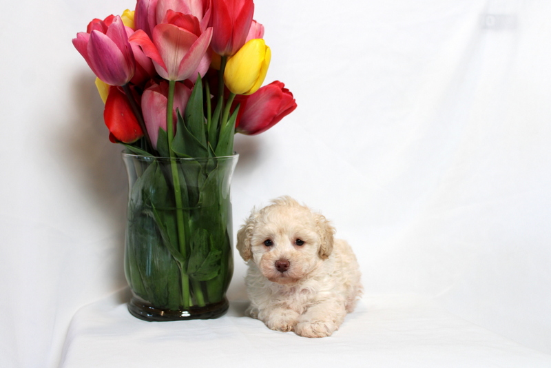 puppy, for, sale, Toy Poodle , Matthew B. Stoltzfus, dog, breeder, Gap, PA, dog-breeder, puppy-for-sale, forsale, nearby, find, puppyfind, locator, puppylocator, aca